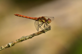 Sympetrum striolatum - Große Heidelibelle