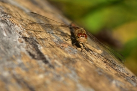 Sympetrum striolatum - Große Heidelibelle
