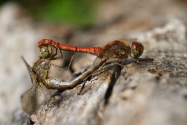 Sympetrum striolatum - Große Heidelibelle