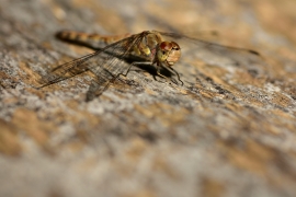Sympetrum striolatum - Große Heidelibelle