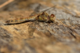 Sympetrum striolatum - Große Heidelibelle
