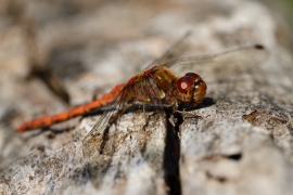 Sympetrum striolatum - Große Heidelibelle