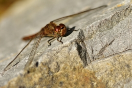 Sympetrum striolatum - Große Heidelibelle