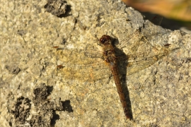 Sympetrum striolatum - Große Heidelibelle