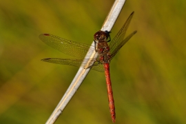 Sympetrum striolatum - Große Heidelibelle
