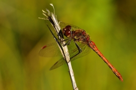 Sympetrum striolatum - Große Heidelibelle