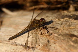 Sympetrum striolatum - Große Heidelibelle
