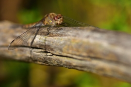 Sympetrum striolatum - Große Heidelibelle