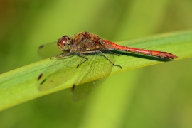 Sympetrum striolatum - Große Heidelibelle