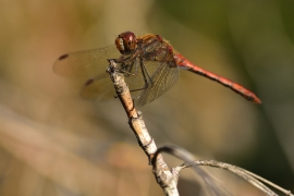Sympetrum striolatum - Große Heidelibelle