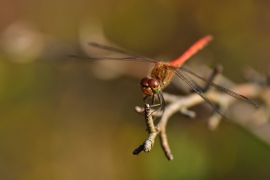 Sympetrum striolatum - Große Heidelibelle