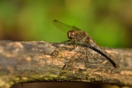 Sympetrum striolatum - Große Heidelibelle