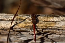 Sympetrum striolatum - Große Heidelibelle