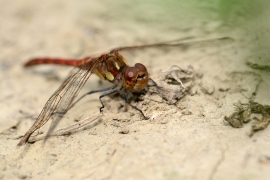 Sympetrum striolatum - Große Heidelibelle