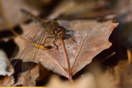 Sympetrum striolatum - Große Heidelibelle
