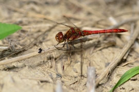 Sympetrum striolatum - Große Heidelibelle
