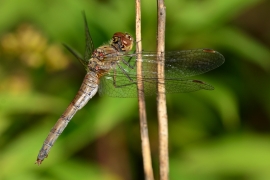 Sympetrum striolatum - Große Heidelibelle