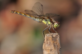 Sympetrum striolatum - Große Heidelibelle