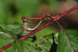 Sympetrum striolatum - Große Heidelibelle