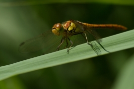 Sympetrum striolatum - Große Heidelibelle