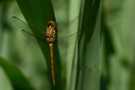 Sympetrum striolatum - Große Heidelibelle