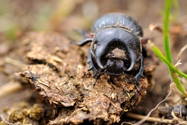 Torito patagónico
