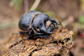 Torito patagónico