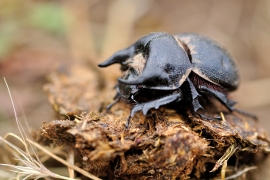 Torito patagónico