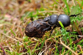 Torito patagónico