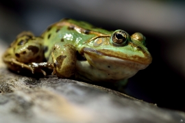 Pelophylax - Wasserfrösche