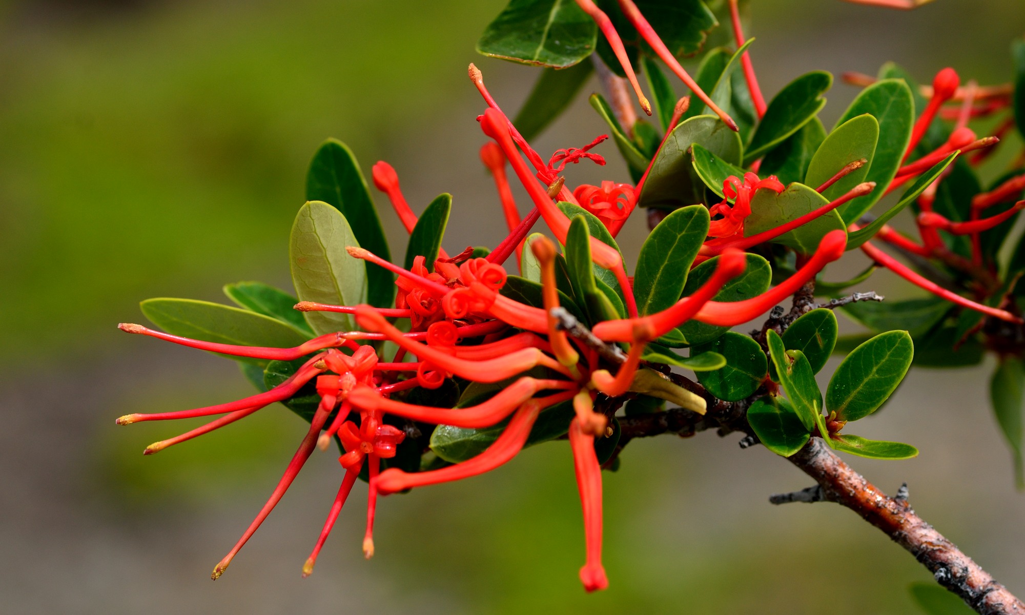 Flora Patagoniens